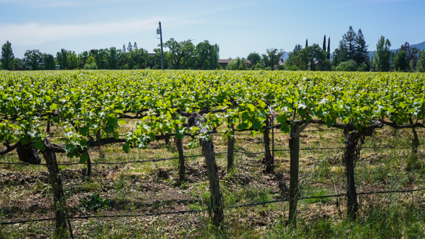 Vineyard