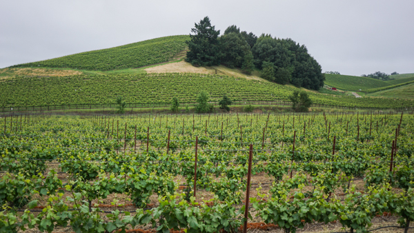 California Wine Field