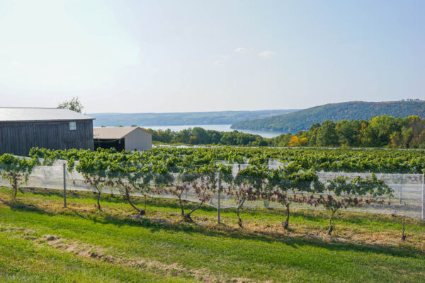 McGregor Winery is a Lovely Finger Lakes vineyard