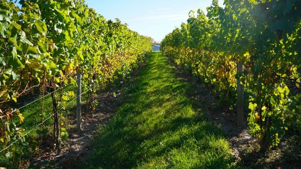 Finger Lakes Wineries