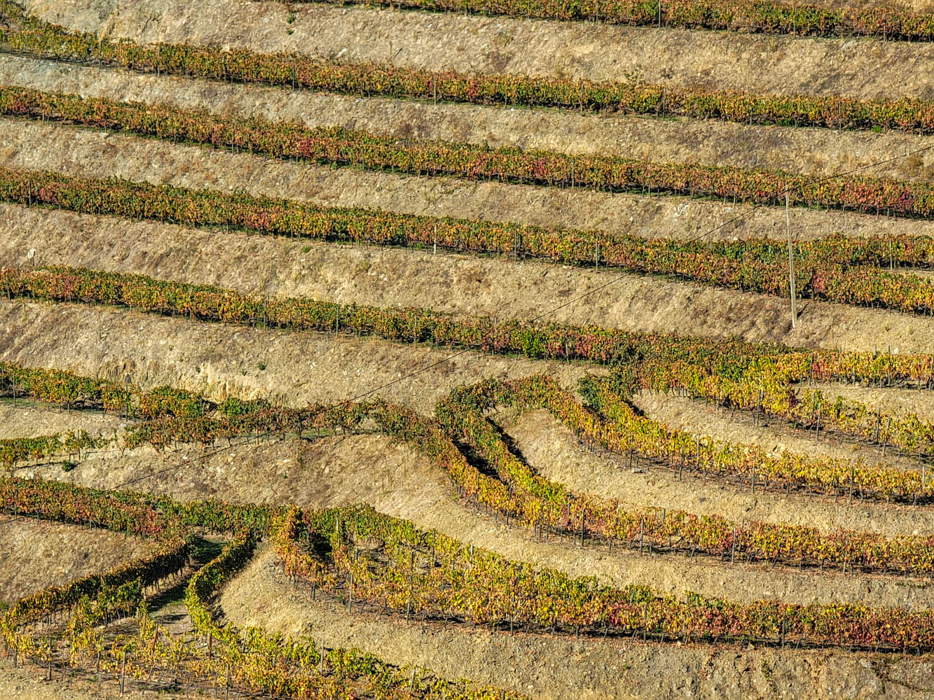 Terraces in the Douro