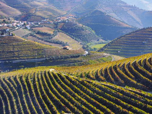 WSET Diploma D2 Review – The Business of Wine