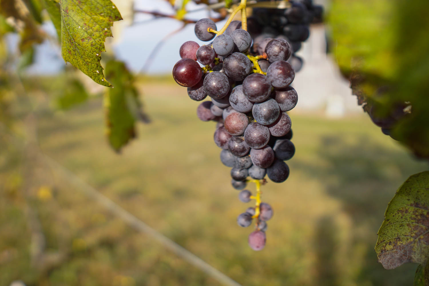 Grapes in a Vineyard