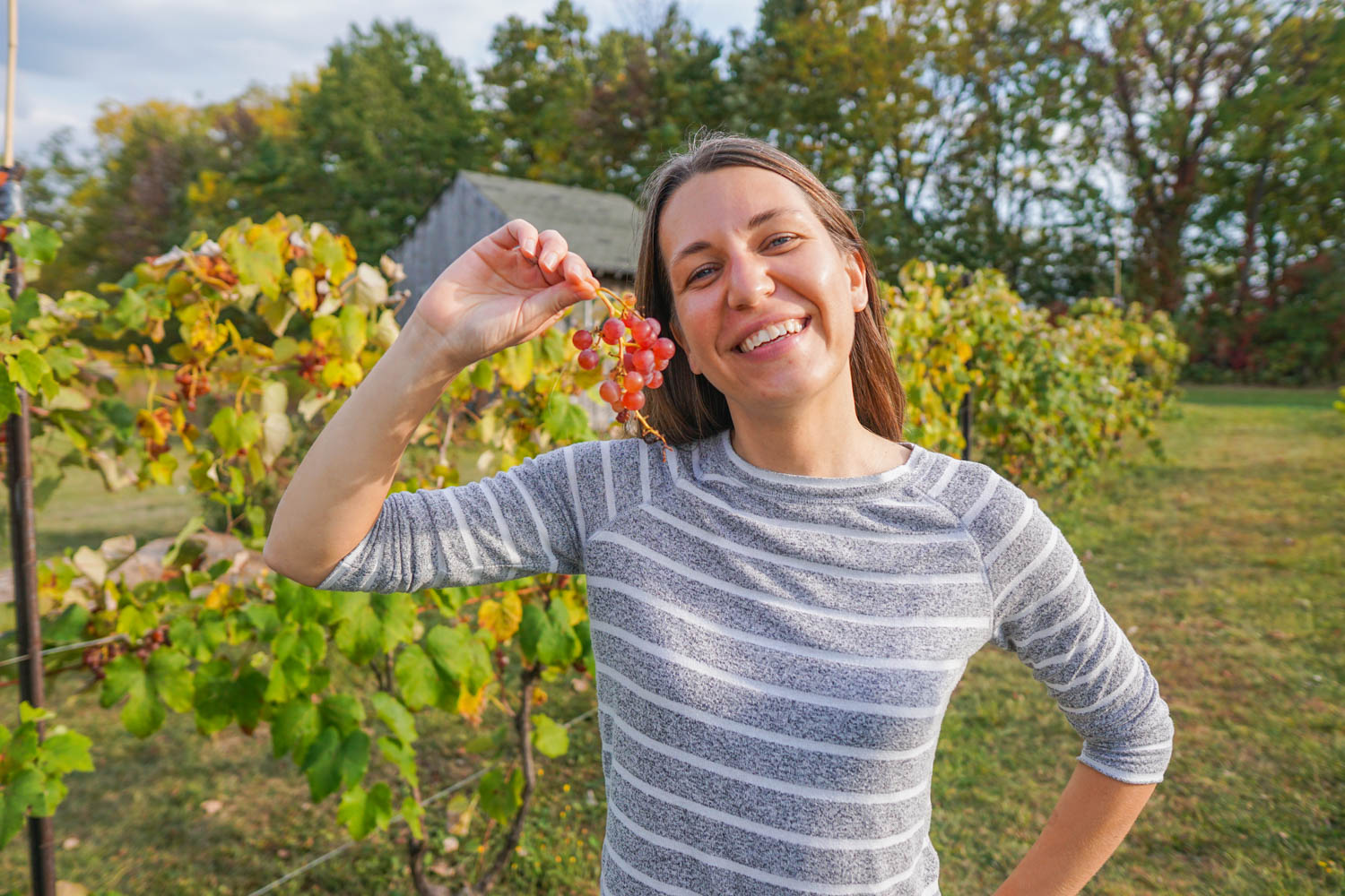 Harvesting Grapes