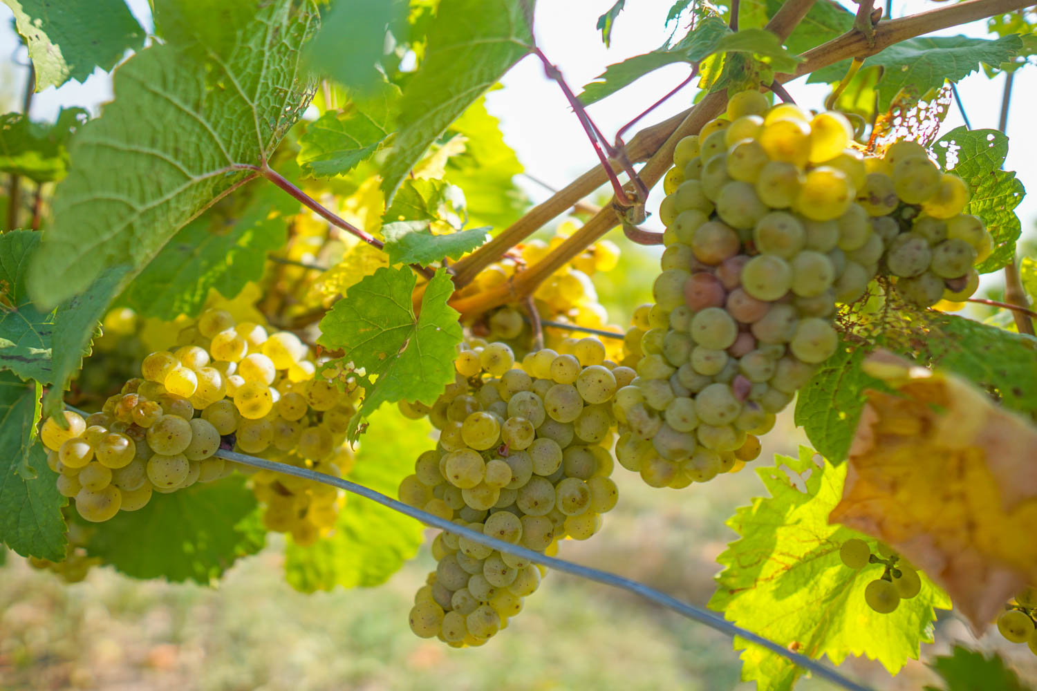 Ripe White Grapes