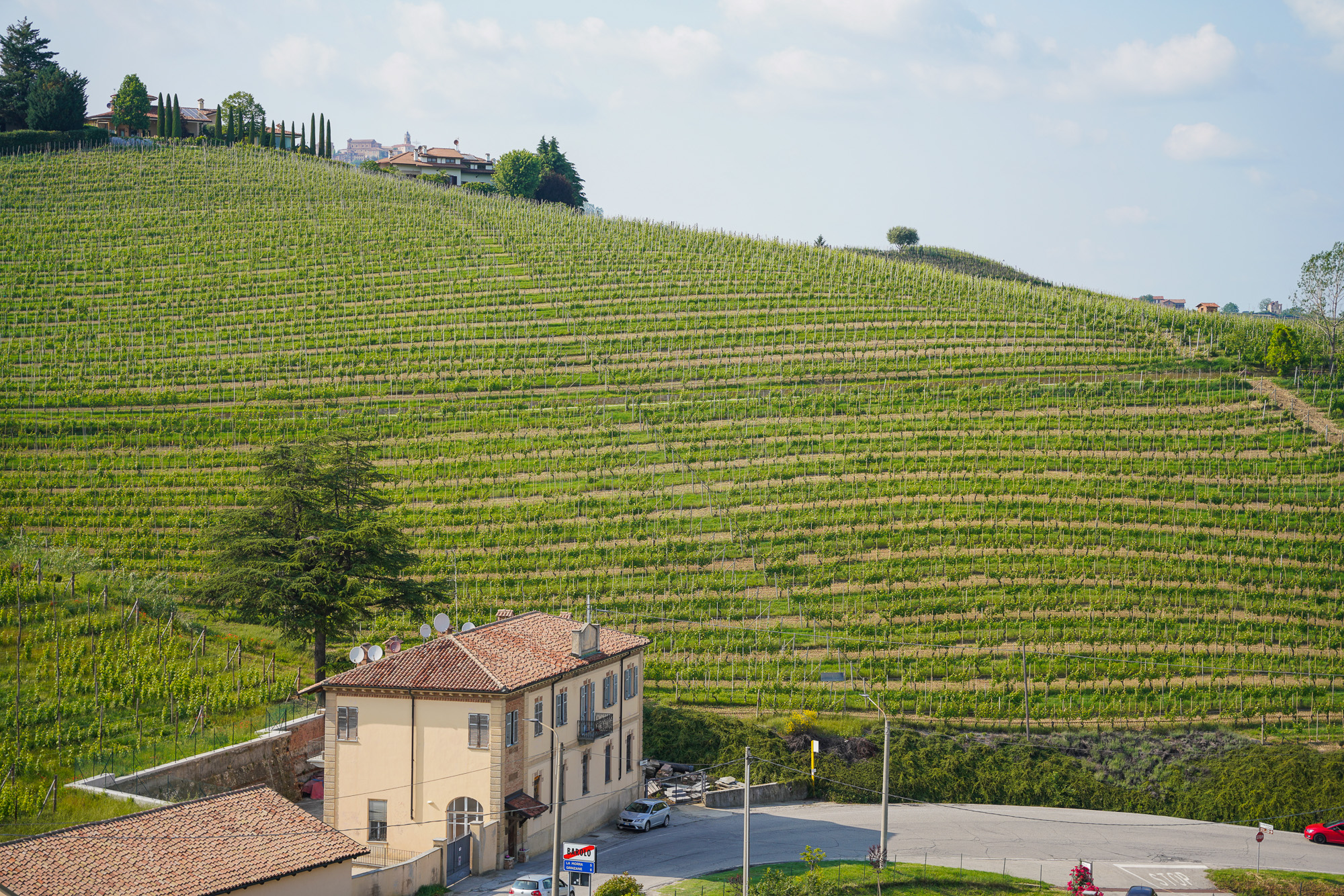 Piedmont Vineyard Countryside