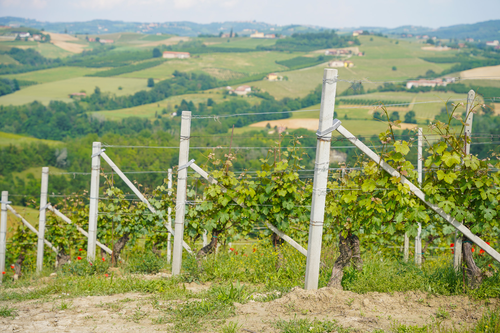 Piedmont Winery