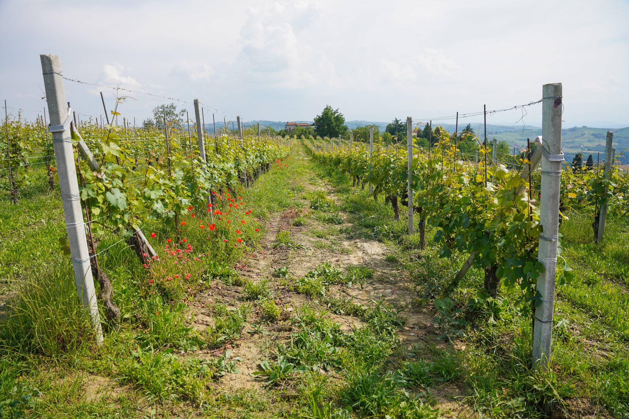 Chionetti Dogliani Winery