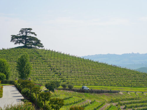 How to Plan a Wine Tour in Piedmont – Tips and Advice