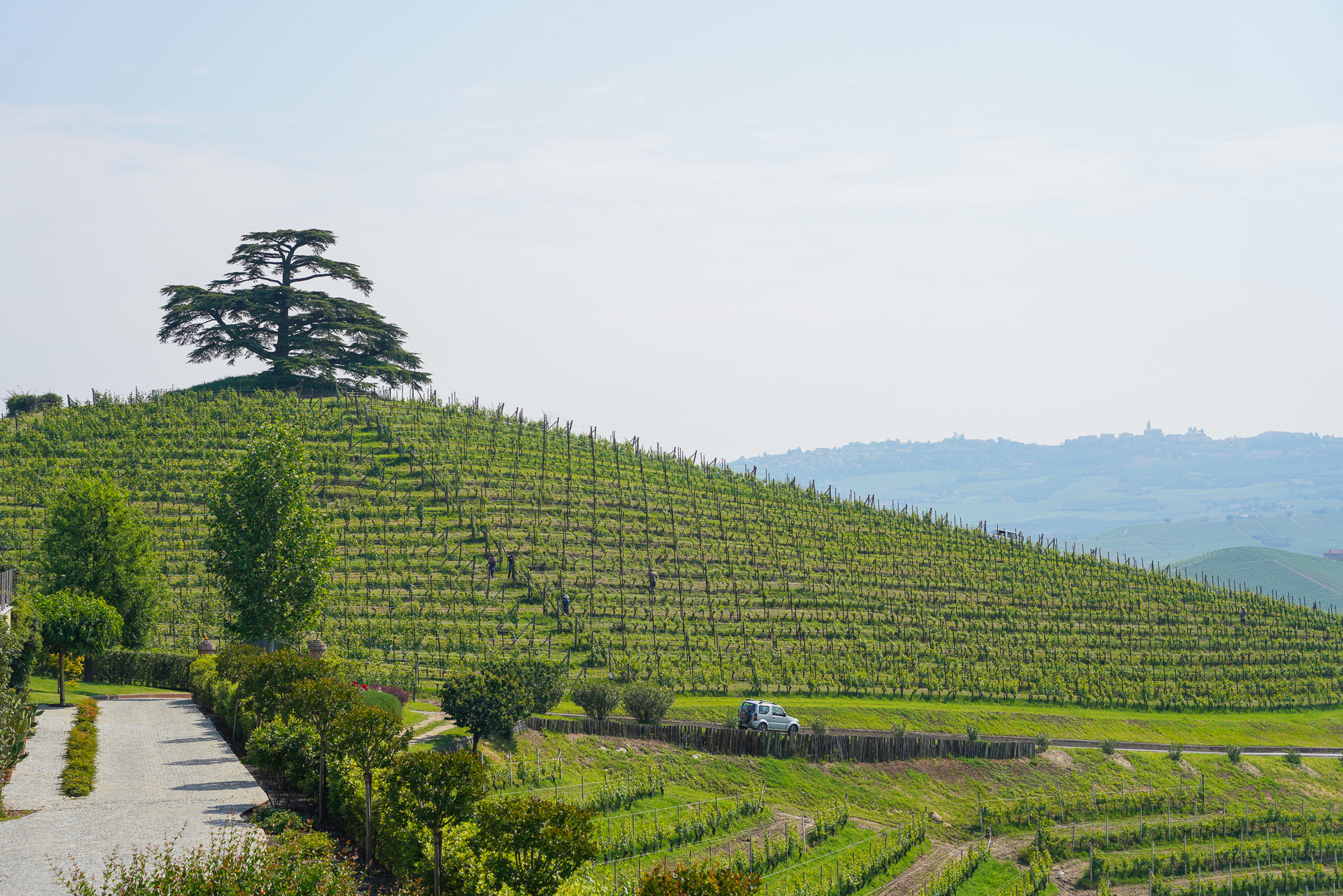 Montezemolo Lebanese Tree and Vineyard