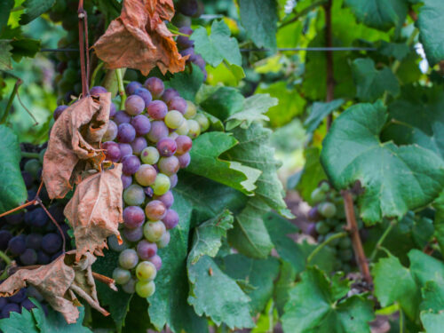250 Wine Terms to Know When Talking About Wine