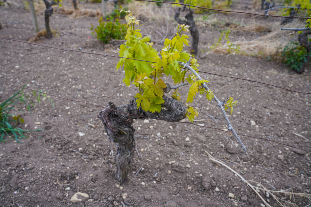 Etna Grape Vine