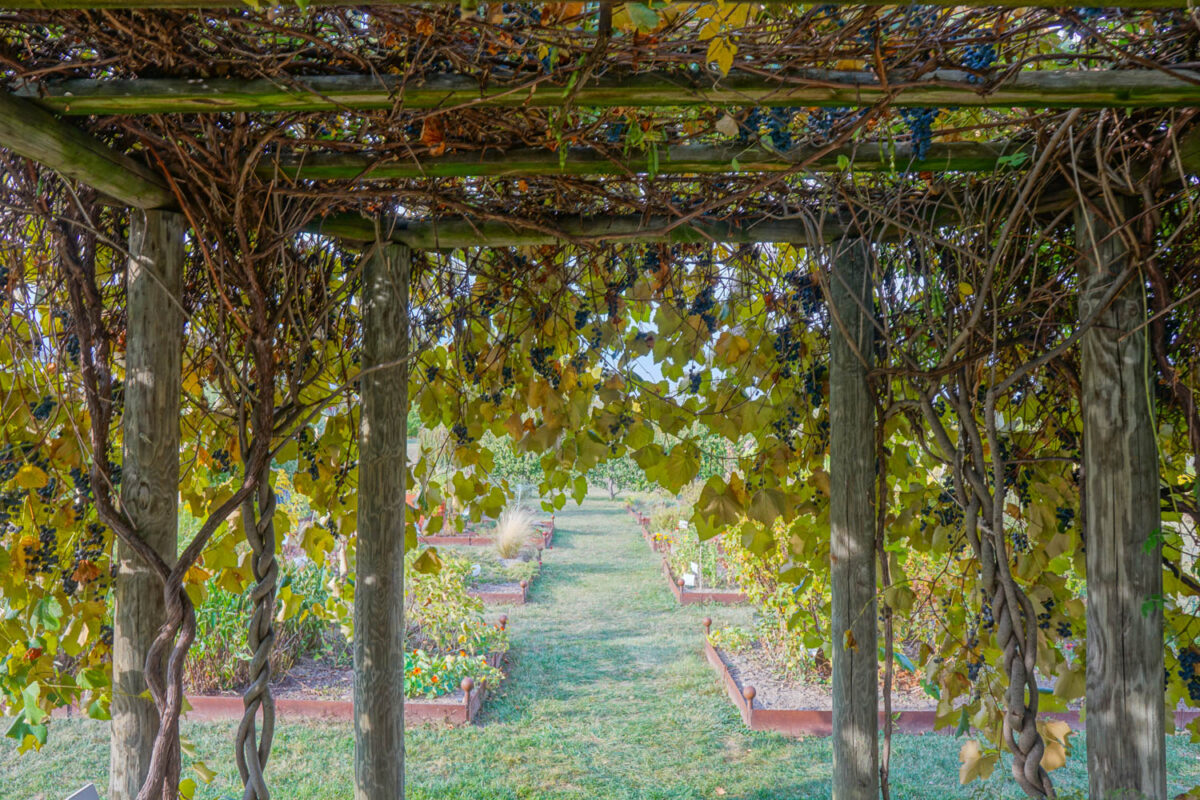 Anggur di Pergola