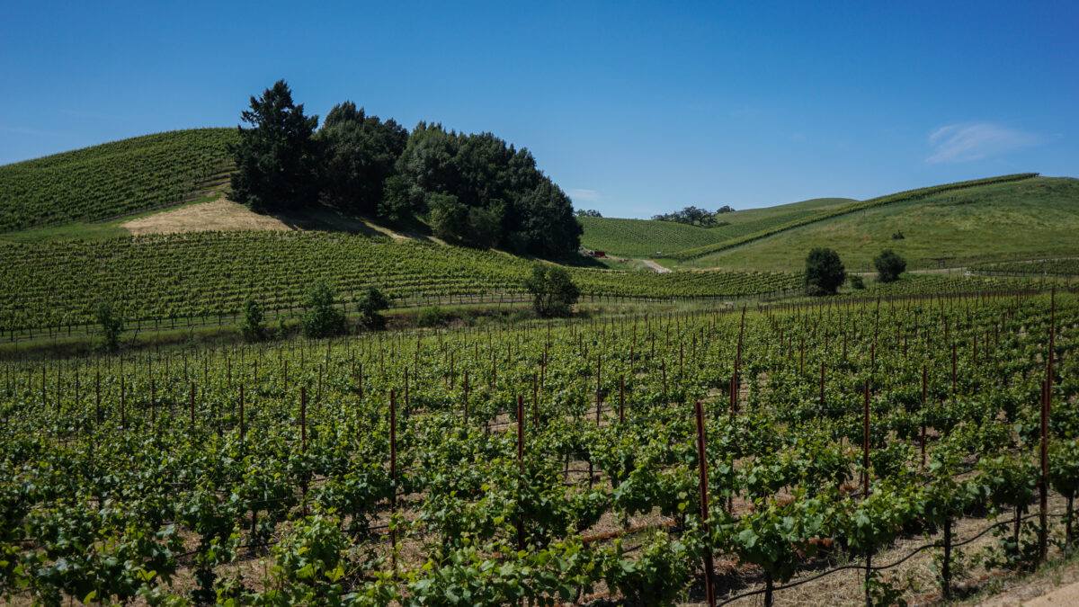 California vineyard
