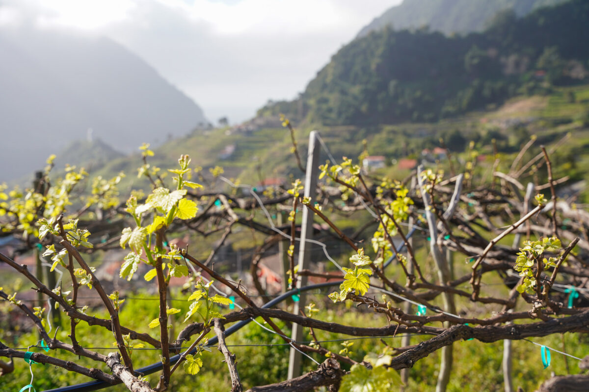 Grapes on Maderia Grapes on Madeira