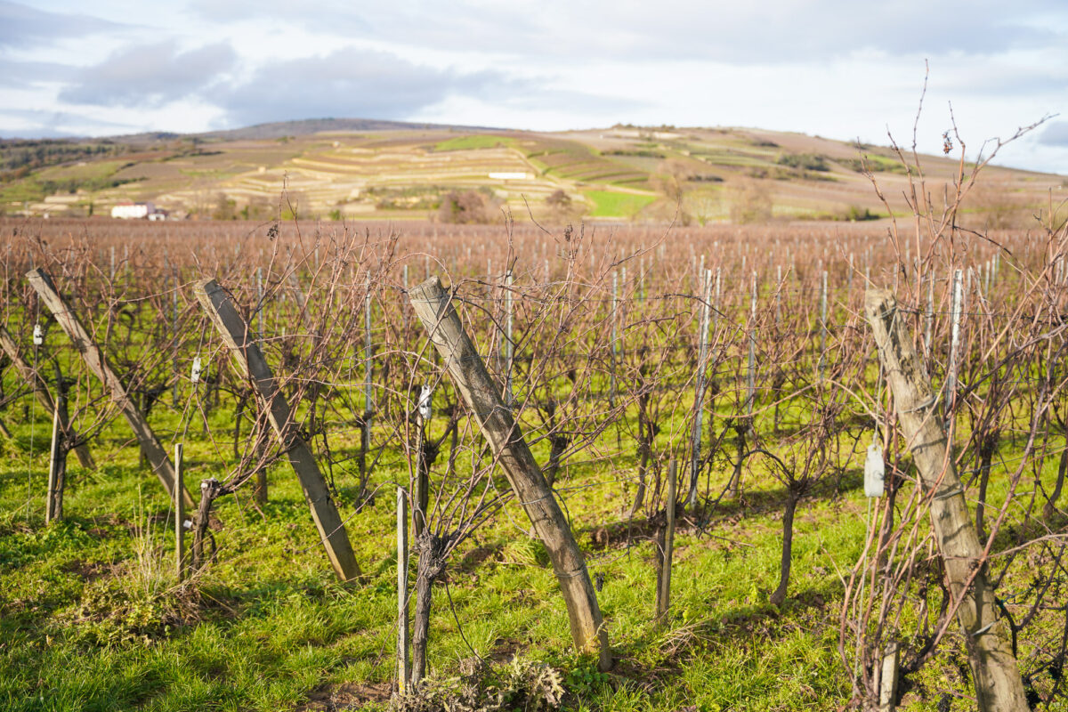 Dormant Grape Vines in Alsace Dormant Grape Vines in Alsace