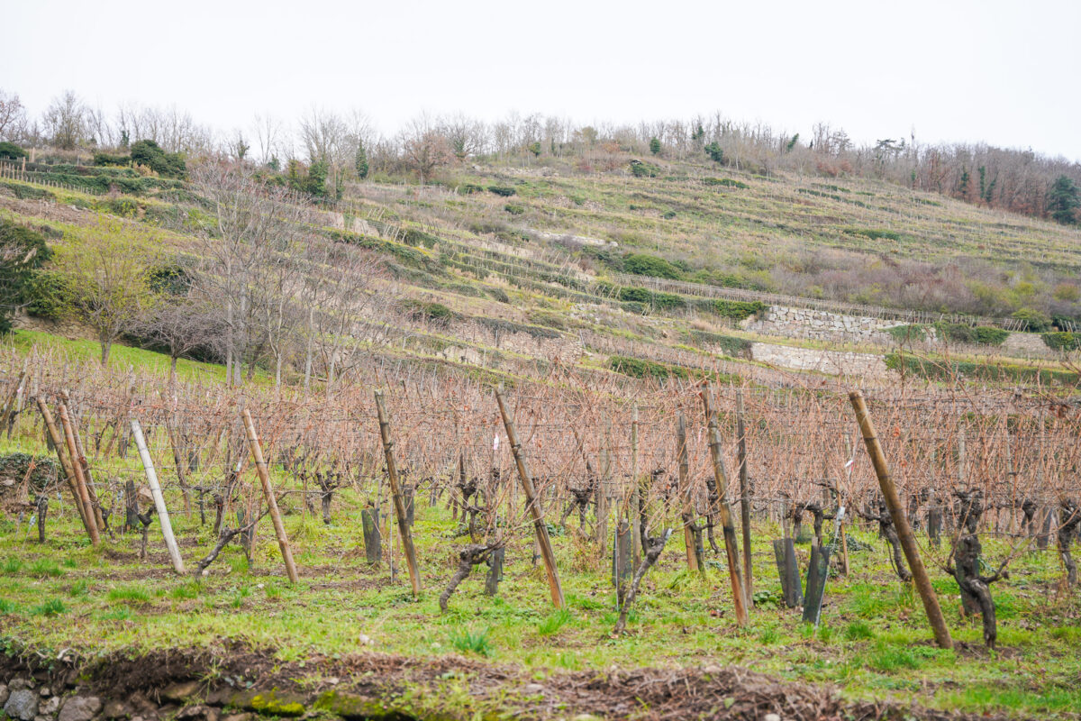 Vineyard in Alsace Vineyard in Alsace